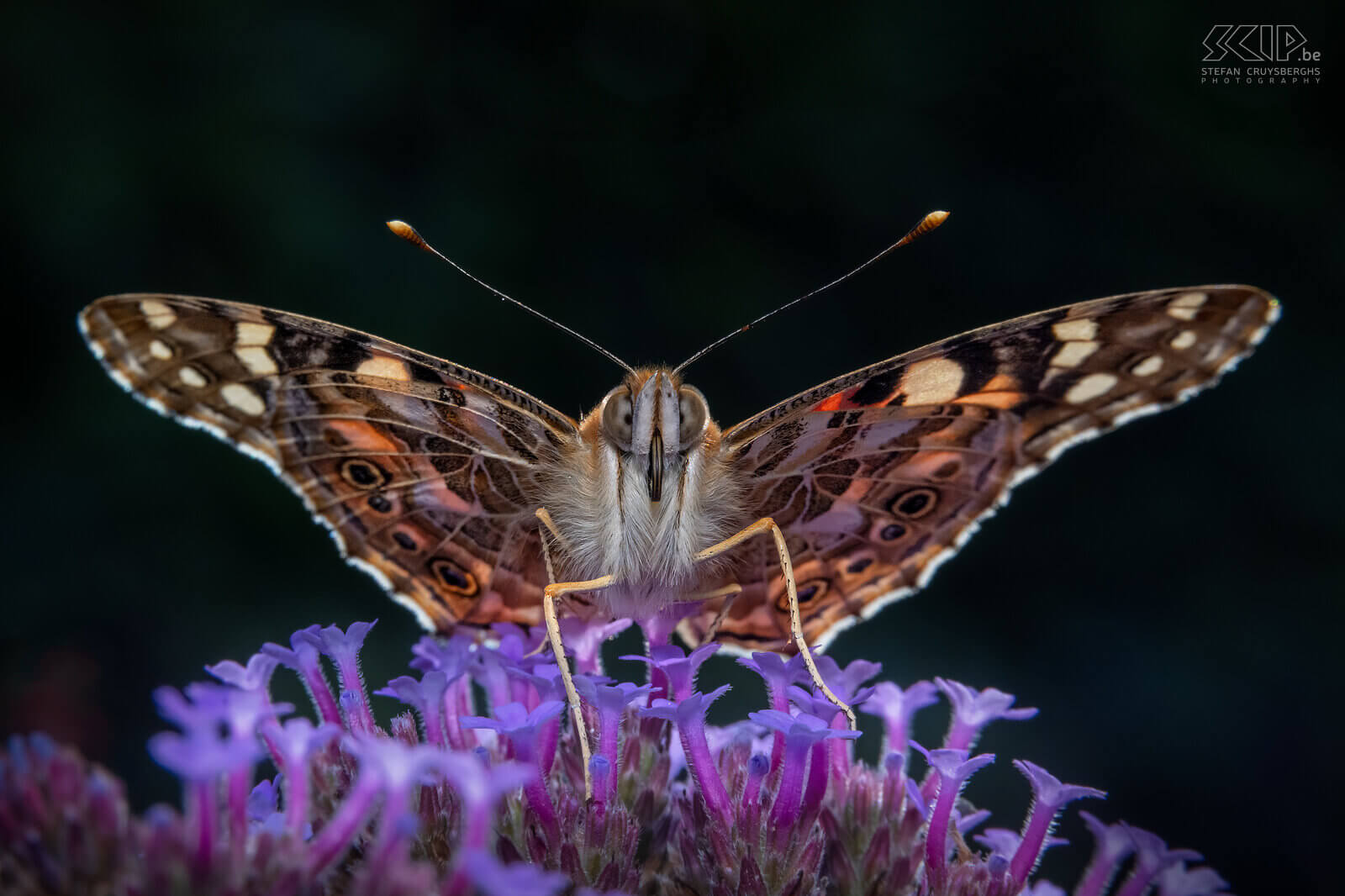 Insecten - Distelvlinder In onze tuin verschenen grote aantallen vlinders pas laat in de zomer, maar gelukkig kon ik vanaf de lente toch her en der wat rupsen en vlinders fotograferen.  Stefan Cruysberghs